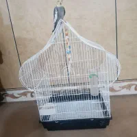 عروس هلندی سخن گو با قفس