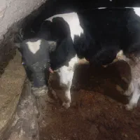 دوگاونر