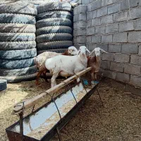 بره فروشی|حیوانات مزرعه|زیرکوه, |دیوار