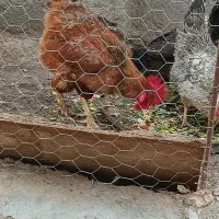خروس به فروش میرسد چاق چله