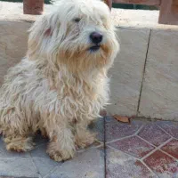 سگ پاپی نژاد شیتزو