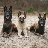 واگذاری سگ نگهبان قبول میکنم