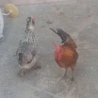 2 عدد مرغ و خروس
