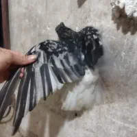 سرور|پرنده|دوگنبدان, |دیوار