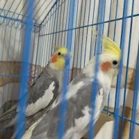 عروس هلندی نر|پرنده|هشتگرد, مدرس|دیوار