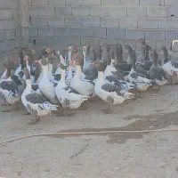 غاز محلی|حیوانات مزرعه|دشت ذهاب, |دیوار