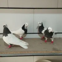 کفتر موقلف|پرنده|اقبالیه, |دیوار