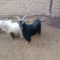 نربز|حیوانات مزرعه|شریفآباد, |دیوار