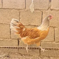 مرغ و خروس ورورک