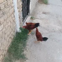 خروس|حیوانات مزرعه|مشهد, رباط طرق|دیوار