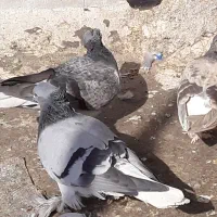 سبز دم سفیدکاکل پرپا وکاغذی دمسفید|پرنده|اهواز, بهارستان|دیوار