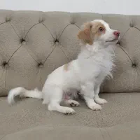 سگ اشپیتز ۴ونیم ماهشه