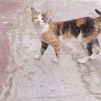 گربه