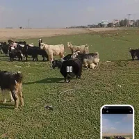 بروبیگ ترکی