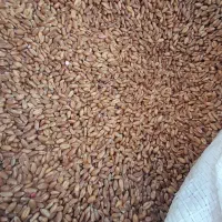 گندم|عمده‌فروشی|چاراویماق, |دیوار