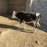 گاو ۴ ماه آبستن به همراه گوساله|حیوانات مزرعه|مراوه, |دیوار