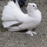 کفتر دم چتری نر آمریکایی