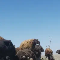 قوچ افشاری
