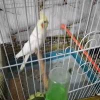 عروس هلندی ومرغ عشق