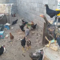 مرغ و خروس|حیوانات مزرعه|گناباد, |دیوار