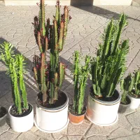 افوربیا در انواع مختلف و نخل ماداگاسکار