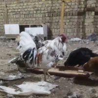 مرغ و خروس گلین