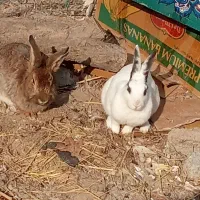 ته ارزونی خرگوش لوپ  دونه ۲۷۰|موش و خرگوش|ماهدشت, |دیوار