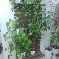 استند گل دیواری