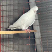 یک جفت کبوتر|پرنده|رشت, لاکان شهر|دیوار