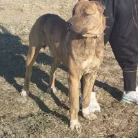 سگ افغان گله|سگ|رادکان, |دیوار