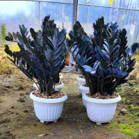 زاموفیلیا سوپر بلک مادری