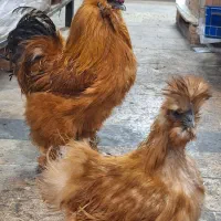 مرغ و خروس ابریشمی