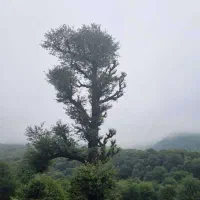 نگهداری سالمند خانم