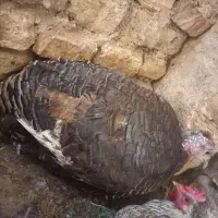 سلام بوقلمون یک ساله  شه کرچ  شده به فروش میرسد