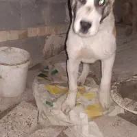 واگذاری توله 5ماهه خراسانی و آلابای