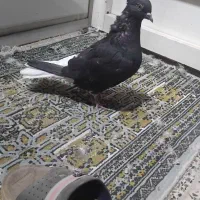 سه عدد کفتر سیاه دم سفید ماده