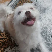 سگ شیتزو شناسنامه دار|سگ|قزوین, |دیوار