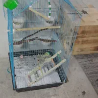 قفس پرنده|لوازم جانبی حیوانات|درگهان, |دیوار