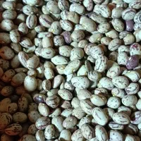 لوبیا چیتی