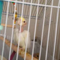 بچه عروس هلندی|پرنده|بندر انزلی, کارآموزی|دیوار