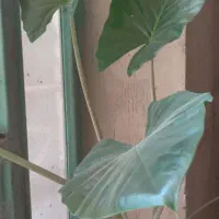 گل بابا آدم