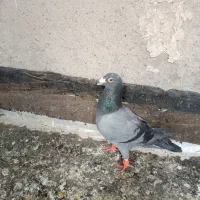 یک جفت سبز نر پرشی