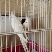 عروس هلندی آلبینو