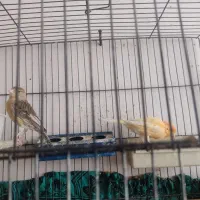 قناری|پرنده|قم, قلعه کامکار|دیوار