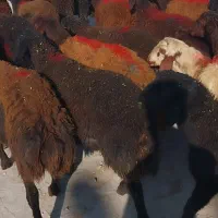 ۴۵گوسفند نر لاغر داشتی|حیوانات مزرعه|زنجان, |دیوار