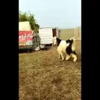 فروشی|حیوانات مزرعه|فرمهین, |دیوار