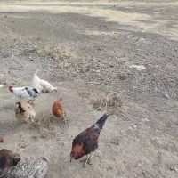 خروس|حیوانات مزرعه|کامیاران, |دیوار