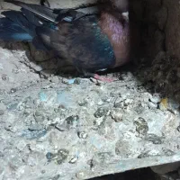 ارشینگل ماده|پرنده|آشخانه, |دیوار