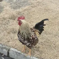 فروش خروس خوشگل و خوشتیپ