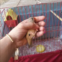 فنچ شرط و تضمین کارداده فنچ ها معمولی نیستن|پرنده|چمران, |دیوار